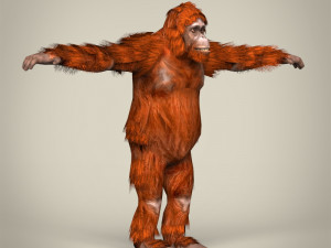 low poly orangutan Modello 3D