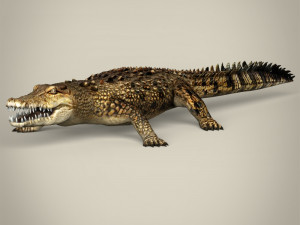 low poly crocodile 3D Model