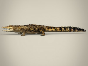 low poly crocodile 3D-Modell