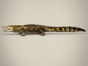low poly crocodile 3D Model