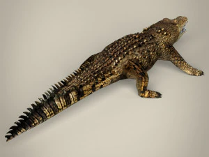 low poly crocodile 3D Model