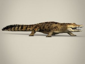 low poly crocodile 3D-Modell