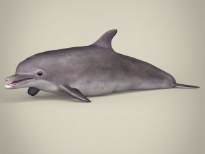 low poly dolphin 3D Model