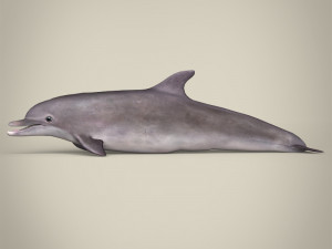 low poly dolphin 3Dモデル