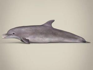 delfino low poly Modello 3D