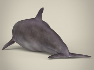 low poly dolphin 3Dモデル