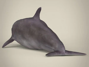 delfino low poly Modello 3D