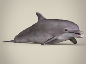 low poly dolphin 3Dモデル