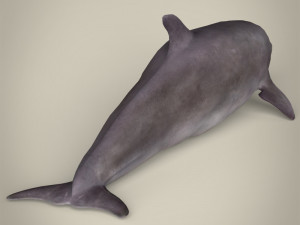 low poly dolphin 3Dモデル