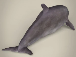 delfino low poly Modello 3D
