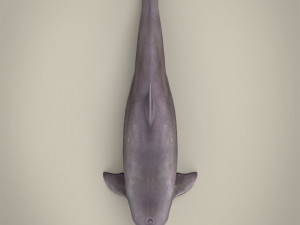 low poly dolphin 3Dモデル