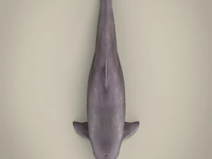 delfino low poly Modello 3D