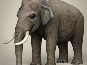 low poly realistic elephant 3D Model