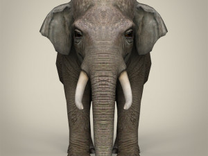 low poly realistic elephant 3D Модель