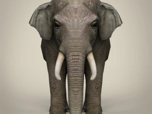 low poly realistic elephant 3D Model