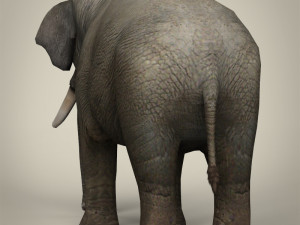 low poly realistic elephant 3D Модель