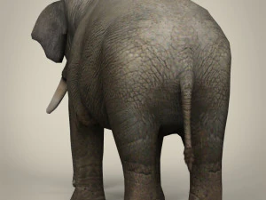 low poly realistic elephant 3D Model