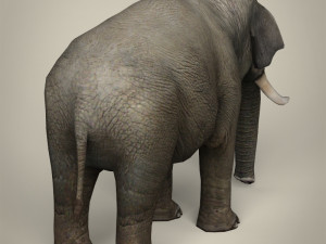 low poly realistic elephant 3D Модель