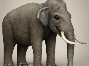 low poly realistic elephant 3D Model