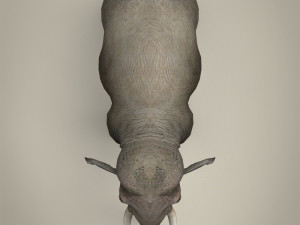low poly realistic elephant 3D Модель