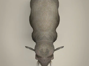 low poly realistic elephant 3D Model