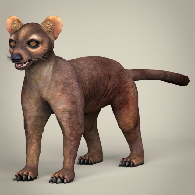 low poly fossa 3Dモデル .c4d .max .obj .3ds .fbx .stl .blend 