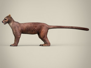 low poly fossa 3Dモデル