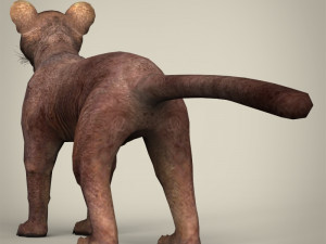 low poly fossa 3Dモデル