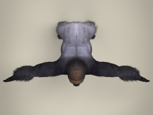 low poly gorilla 3D Модель