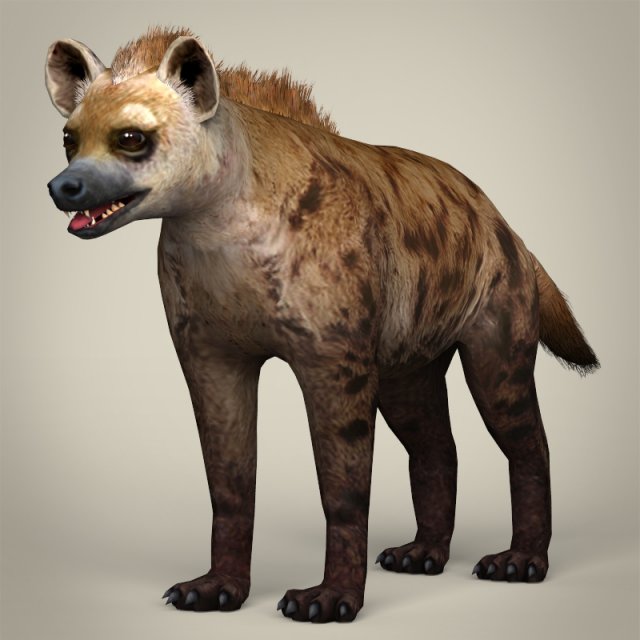 low poly hyena Modelo 3D .c4d .max .obj .3ds .fbx .stl .blend 