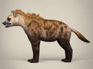 low poly hyena Modelo 3D
