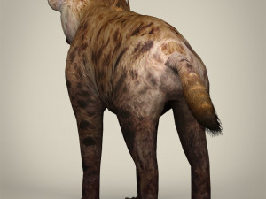 low poly hyena Modelo 3D