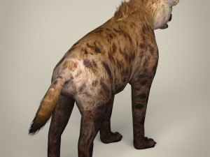 low poly hyena Modelo 3D