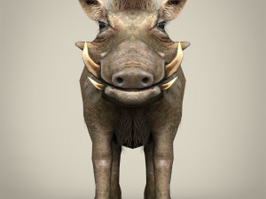 low poly warthog 3D Model