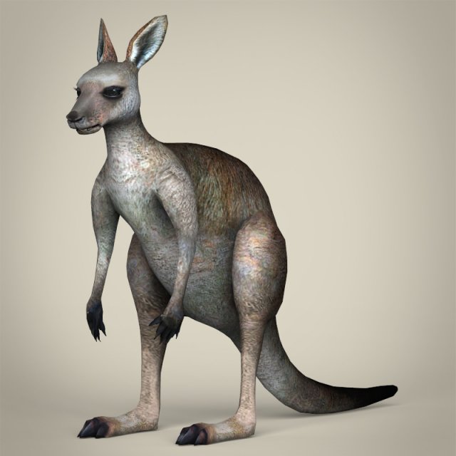 low poly realistic kangaroo 3D Модель .c4d .max .obj .3ds .fbx .stl .blend 