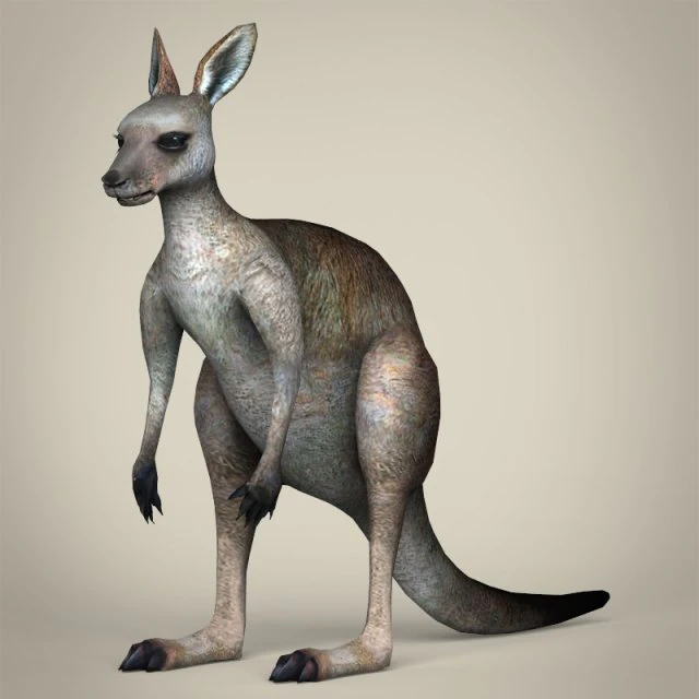 low poly realistic kangaroo 3D Model .c4d .max .obj .3ds .fbx .stl .blend 