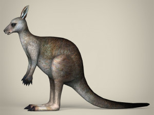 low poly realistic kangaroo 3D Модель