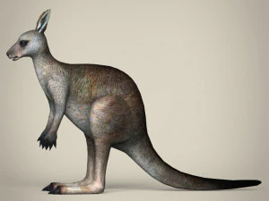low poly realistic kangaroo 3D Model