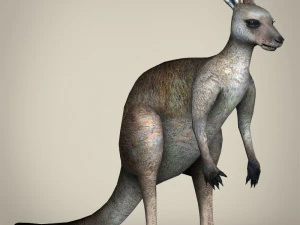 low poly realistic kangaroo 3D Model