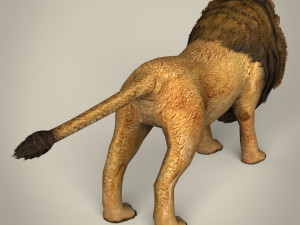 low poly lion Model 3D