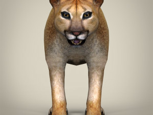 low poly mountain lion 3D मॉडल