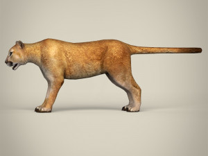 low poly mountain lion 3D मॉडल