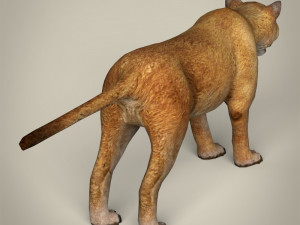 low poly mountain lion 3D मॉडल