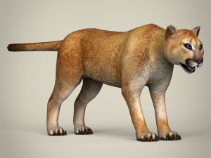 low poly mountain lion 3D मॉडल