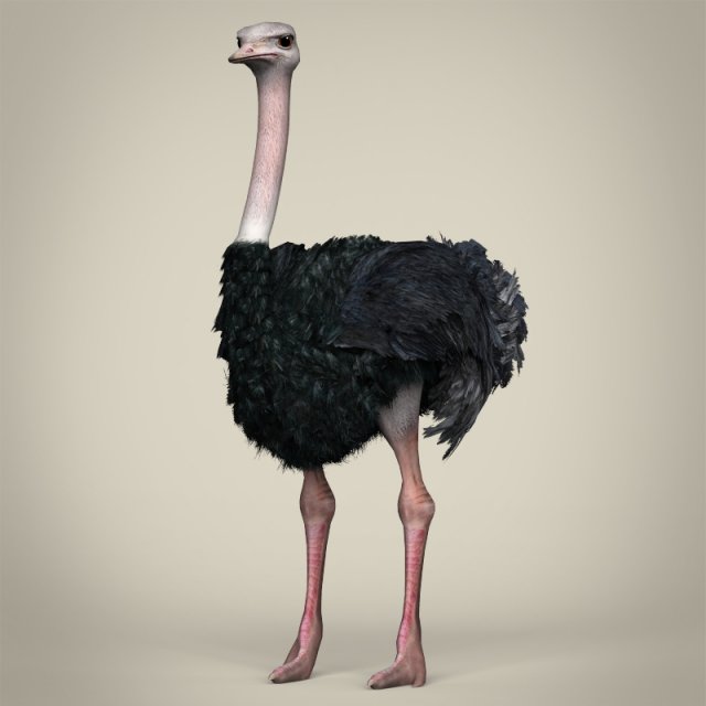 low poly ostrich Modelo 3D .c4d .max .obj .3ds .fbx .stl .blend 