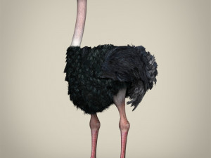 low poly ostrich 3D Model