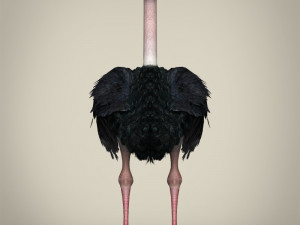 low poly ostrich Modelo 3D