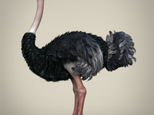 low poly ostrich Modelo 3D