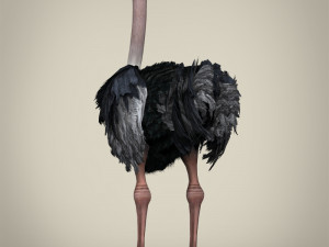 low poly ostrich Modelo 3D