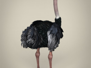 low poly ostrich Modelo 3D